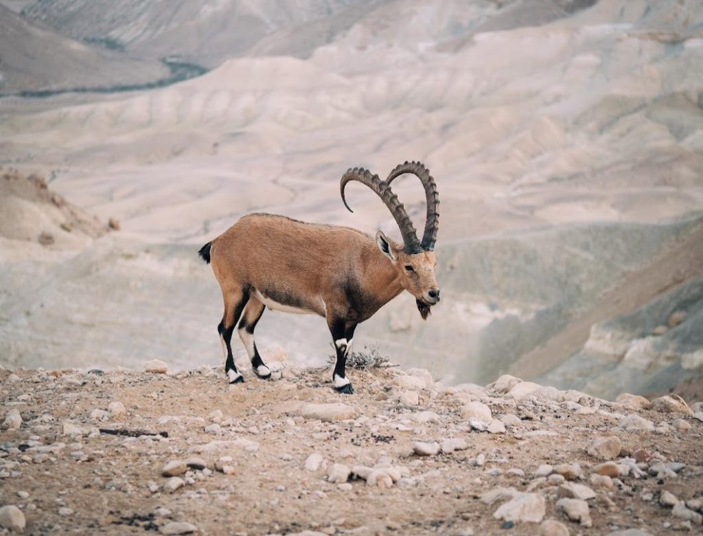 Ramalan Zodiak Taurus Hari Ini Jumat 14 Oktober 2022: Akan ada Kejutan Untukmu