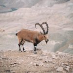 Ramalan Zodiak