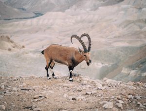 Ramalan Zodiak Taurus Hari Ini Jumat 14 Oktober 2022: Akan ada Kejutan Untukmu