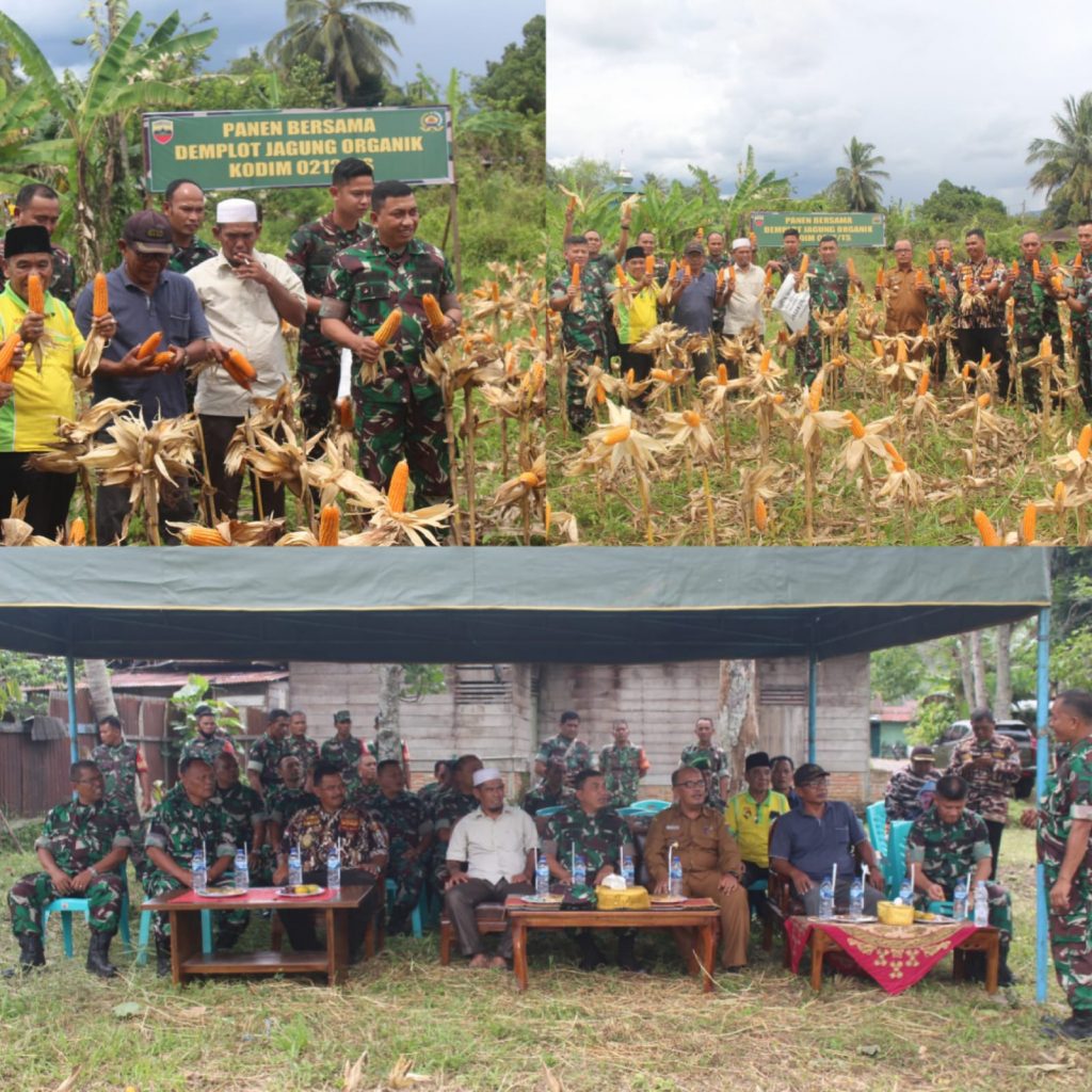 Dandim 0212/Tapsel Panen Jagung Di Demplot Lahan Tidur Milik Kodim