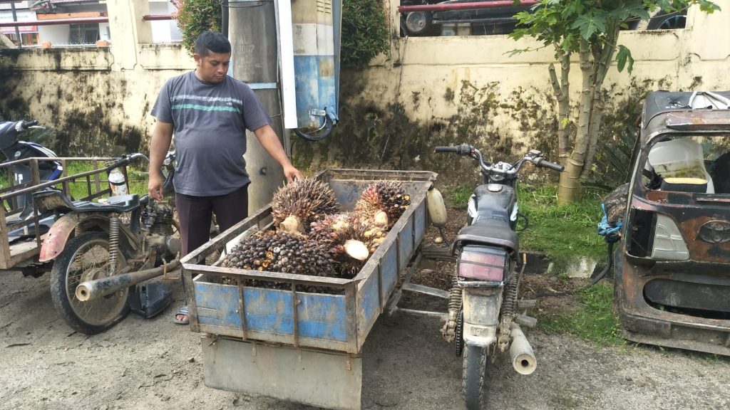 Apes, Pencuri Sawit di Kebun PTPN III Batangtoru Tapsel Lolos dari Petugas
