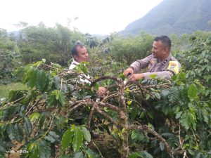 Ringkan Beban Petani Kopi, Kanit Binmas Polsek SD Hole Bantu Memangkas Kopi
