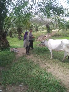 Bhabinkamtibmas Polsek Padang Bolak Bantu Masyarakat Jinakkan Lembu