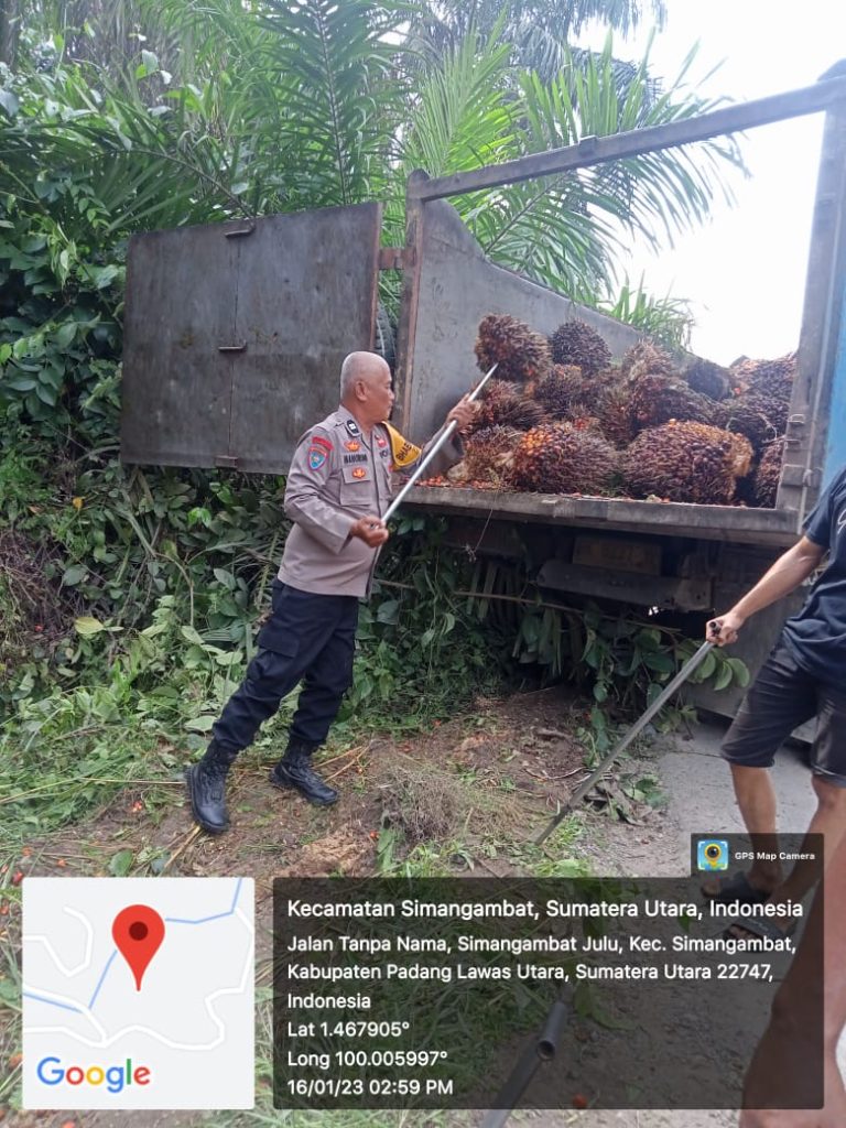 Tak Canggung, Polsek Padang Bolak Membantu Muat Sawit Masyarakat yang Truknya Terguling