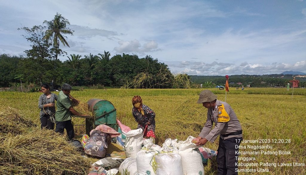 Tak Peduli Panas Terik, Bhabinkamtibmas Polsek Padang Bolak Bantu Panen Padi Masyarakat