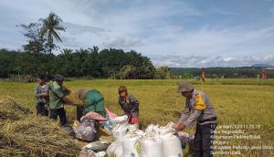 Tak Peduli Panas Terik, Bhabinkamtibmas Polsek Padang Bolak Bantu Panen Padi Masyarakat