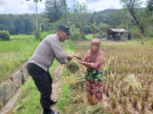 Tidak Hanya Sambang, Bhabinkamtibmas Polsek Batunadua Cekatan Bantu Warga Panen Padi