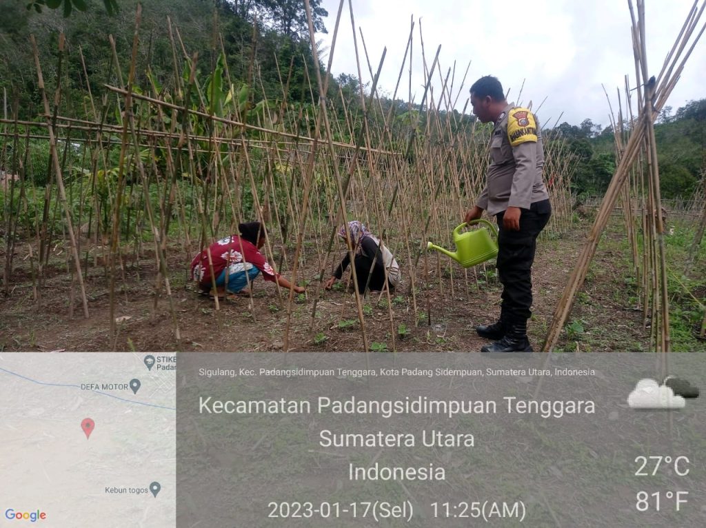 Dukung Ketapang, Bhabinkamtibmas Polsek Batunadua Bantu Warga Semprot Tanaman   