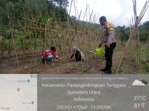Dukung Ketapang, Bhabinkamtibmas Polsek Batunadua Bantu Warga Semprot Tanaman