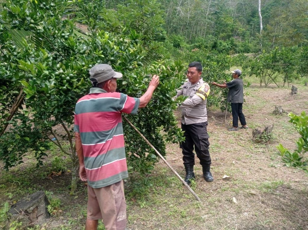 Membantu Memanen Jeruk Cara Bhabinkamtibmas Polsek Batunadua Menolong Masyarakat