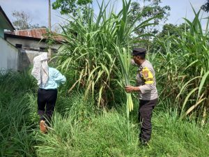 Tingkatkan Ekonomi, Bhabinkamtibmas Polsek Hutaimbaru Bantu Warga Panen Tebu