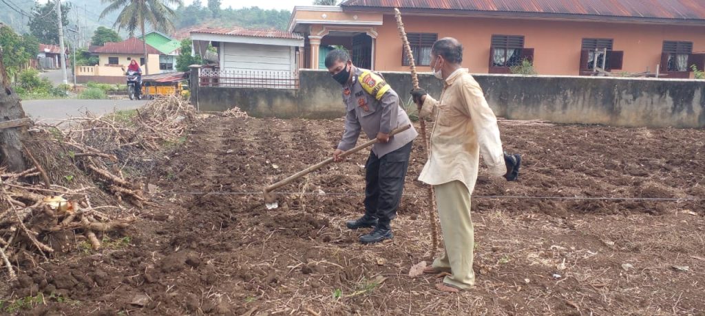 Bhabinkamtibmas Polsek Batunadua Suka Rela Menolong Masyarakat Tanam Ubi