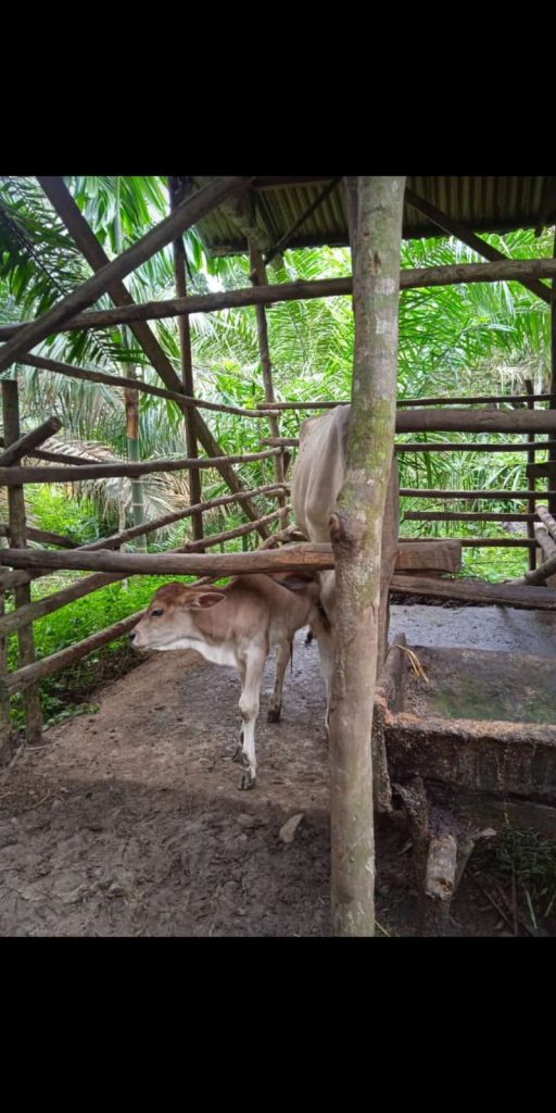 Atasi Penyakit Hewan Ternak Sapi Ngorok atau SE, Pemkab Paluta Lakukan Investigasi: Ada 65 Ekor yang Mati