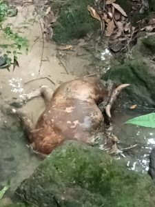 Lembu Warga Tapsel Raib