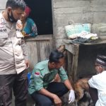 Polsek Sipirok Bantu Dinas Pertanian Tapsel Vaksin Hewan