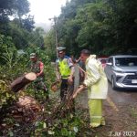 Polsek Padang Bolak Singkirkan Pohon Tumbang dan Tiang Listrik