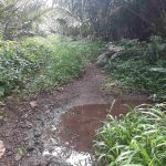 Jalan Dusun Tambiski Lembah Lubuk Raya Tapsel Butuh Perhatian