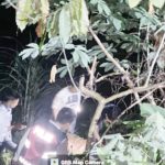 Bocah di Padangsidimpuan Ditemukan Tersangkut di Akar Pohon