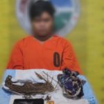 Ganja Pengedar di Padangsidimpuan