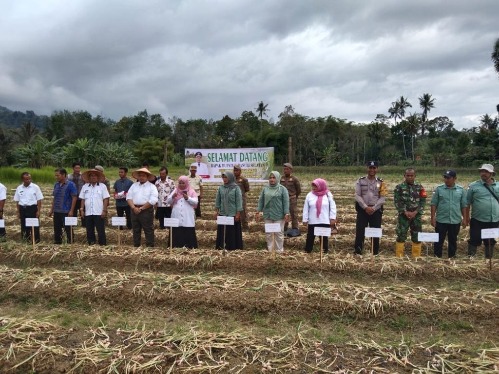 Dukungan ke Petani, Polsek Sipirok Hadiri Panen Perdana Bawang Merah