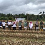 Bhabinkamtibmas Polsek Sipirok, Aiptu Indra KS, panen perdana bawang merah bersama Bupati Tapsel, Dolly Pasaribu, di Kelurahan Arse Nauli, Kecamatan Arse