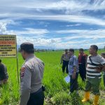 Personel Polres Tapsel hadir mengawal jalannya eksekusi Lahan guna memberi rasa aman dan meminimalisir terjadinya konflik