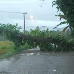 Beginilah situasi kabel listrik yang tertimpa Pohon Kelapa tumbang di Jalam Umum Desa Muaratais I, Kabupaten Tapsel