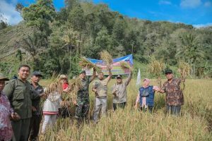 Demonstrasi Farming, Pj Wali Kota Padangsidimpuan dan Danyonif 123/RW Panen Raya