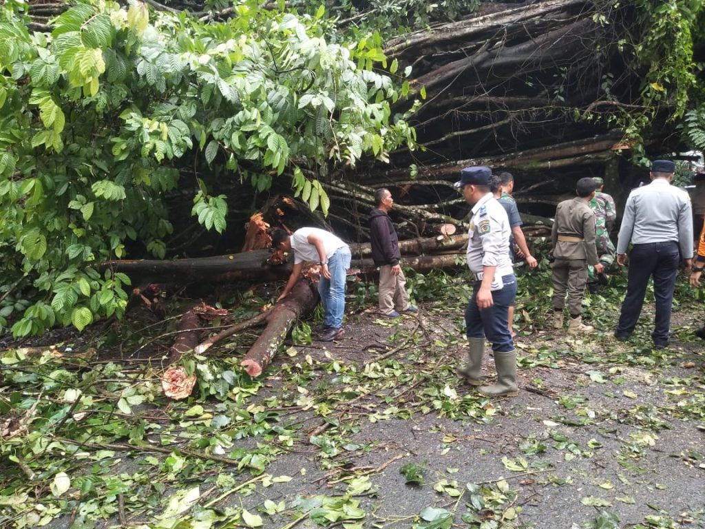 Sempat Tutup Akses Jalan, Polsek Batang Toru Bersihkan Pohon Beringin Tumbang