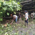 Personel Polsek Batang Toru bersama TNI, Dinas Perhubungan, dan BPBD Tapsel berjibaku membersihkan serta mengevakuasi Pohon Beringin tumbang yang sempat menutupi akses Jalinsum Desa Sigumuru