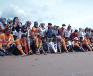 PT AR akan Lepas Ribuan Anak Penyu di Pantai Barat Tapsel