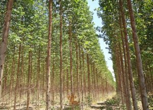 Tingkatkan Produksi, PT TPL Tanam Eucalyptus hingga ke Tapsel
