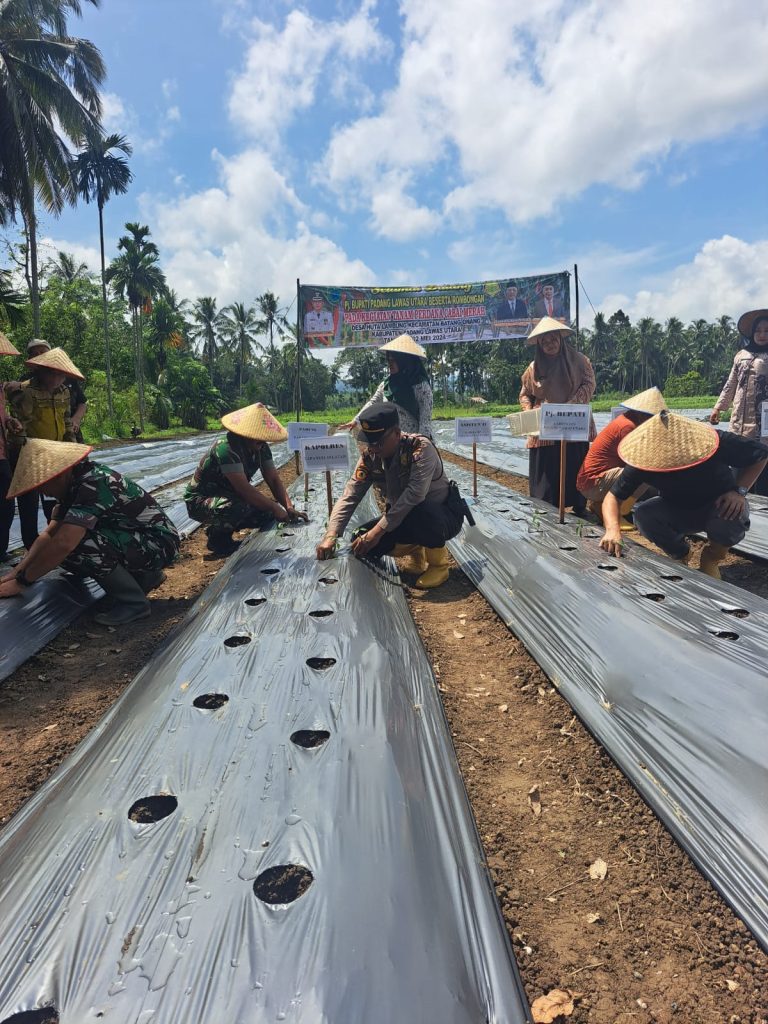 Kapolsek Padang Bolak Hadiri Tanam Cabai Perdana di Huta Lambung