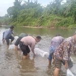 Suasana penaburan ribuan benih ikan sumbangan dari PT AR di Lubuk Larangan Satahi di Desa Batu Hula, Kecamatan Batang Toru, Kabupaten Tapanuli Selatan