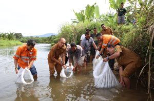 Jaga Keanekaragaman Hayati, PT AR Tebar Ribuan Bibit Ikan di Batang Toru