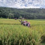 Kepala BPSIP Sumut, Dr Khadijah El Ramija, beserta Tim didampingi Koordinator Community Development (CD) TPL, Aya, CD Officer TPL, Hema Butarbutar, dan lainnya saat meninjau lahan pertanian padi di Desa Sanggapati, Kecamatan Angkola Timur