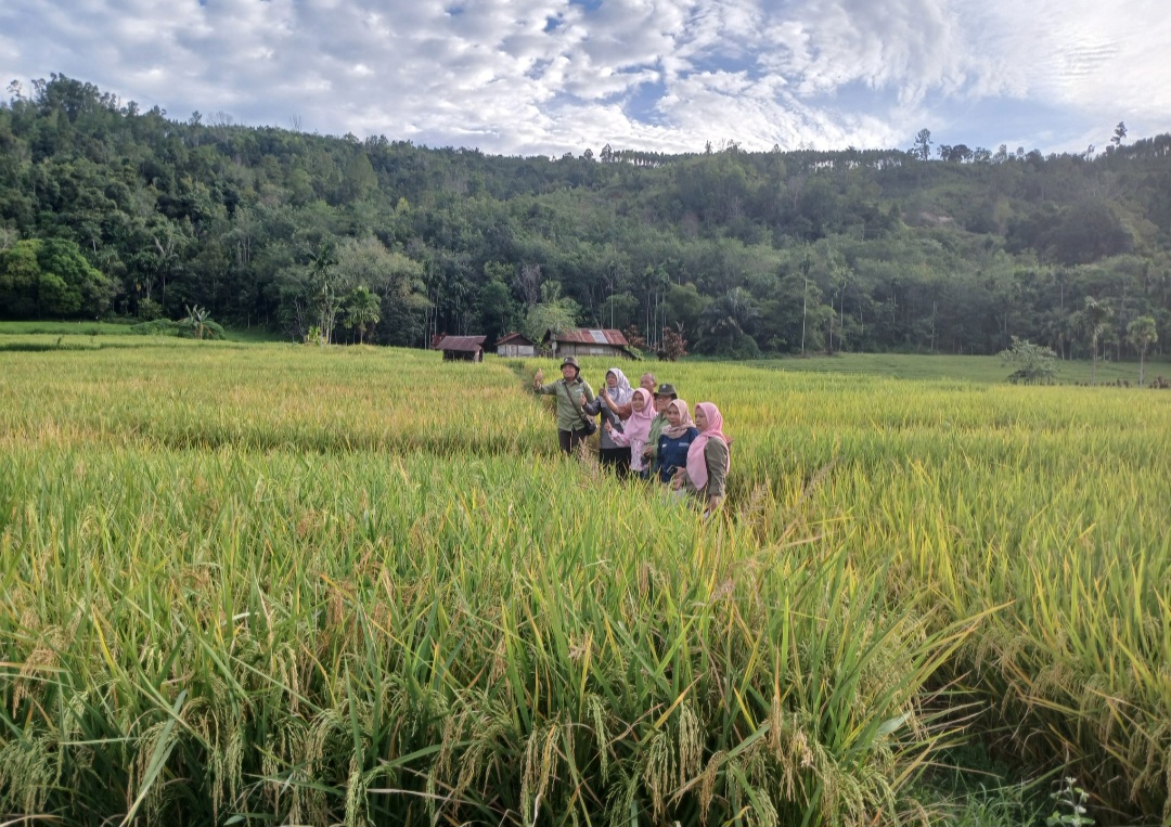 Kepala BPSIP Sumut, Dr Khadijah El Ramija, beserta Tim didampingi Koordinator Community Development (CD) TPL, Aya, CD Officer TPL, Hema Butarbutar, dan lainnya saat meninjau lahan pertanian padi di Desa Sanggapati, Kecamatan Angkola Timur