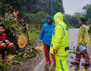 Tutupi Jalan, Lantas Batang Toru dan Masyarakat Evakuasi Pohon Tumbang
