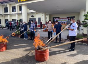 Capaian Terbaik, Polres Tapsel Musnahkan 10 Kg Lebih Ganja