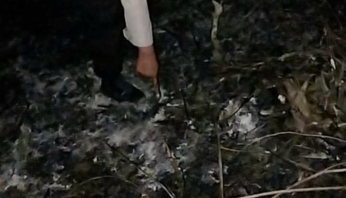 Akibat Puntung Rokok, Lahan Seluas Seperempat Hektare Terbakar di Paluta