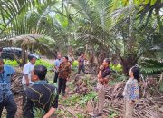 RMBH RO BRI Medan Gandeng Kluster Salak Manis Tapsel: Dorong Ekonomi Lokal