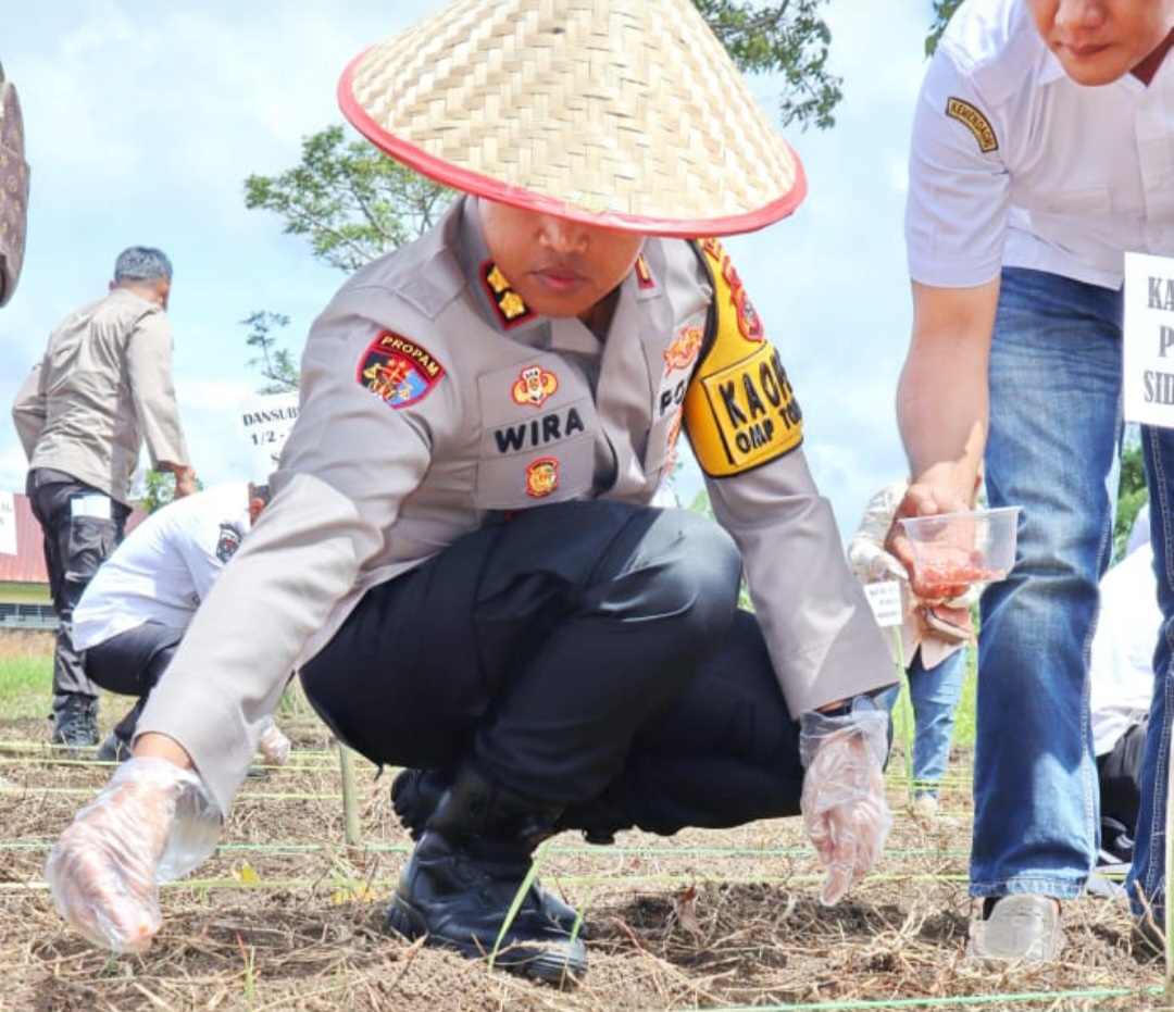 Kapolres Padangsidimpuan, AKBP Dr Wira Prayatna, saat menanam benih jagung dalam rangka mendukung program ketahanan pangan Presiden, Prabowo Subianto, guna mewujudkan swasembada pangan di Kota Padangsidimpuan