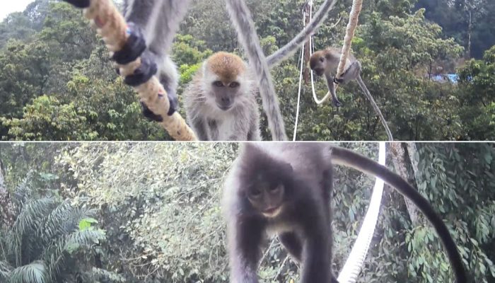 Inovasi PT AR, Buat Jembatan Arboreal untuk Primata Batang Toru