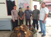 Polsek Batang Toru Amankan Pencuri 80 Kg Sawit Milik PTPN IV