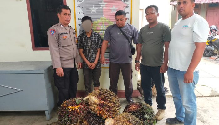 Polsek Batang Toru Amankan Pencuri 80 Kg Sawit Milik PTPN IV