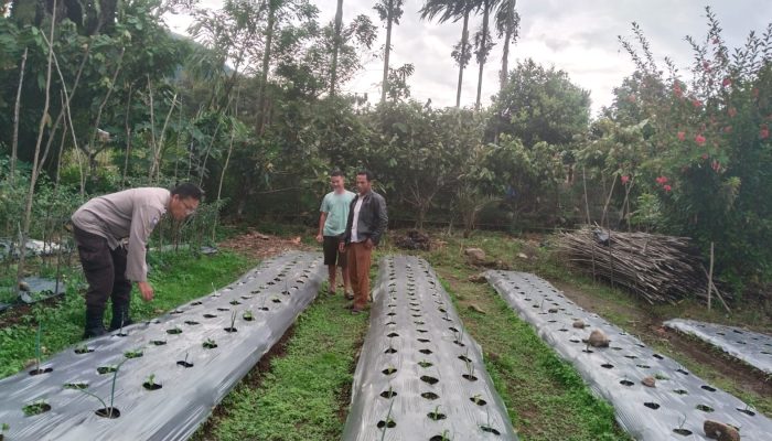 Polsek Sipirok Tinjau Lahan Terbengkalai Akibat Kurang Modal
