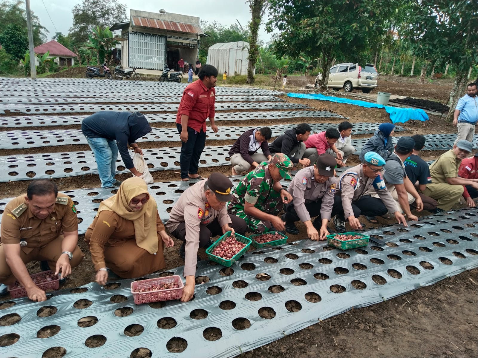 Kapolsek Sipirok, Iptu Aswin Manurung, bersama Kelompok Tani Beringin Jaya serta stakeholder terkait lainnya, saat penanaman 1 Ton benih bawang merah perdana secara simbolis di lahan seluas lebih kurang 1 Hektare