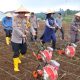 Kapolres Tapsel, AKBP Yasir Ahmadi, bersama Forkopimda dan stakeholder terkait lainnya di sela kegiatan penanaman jagung serentak 1 juta Hektare di lahan atau perkebunan se-Indonesia