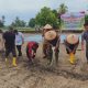 Polsek Batang Toru bersama Forkopimcam dan stakeholder terkait lainnya saat melaksanakan penanaman jagung serentak 1 juta Hektare se-Indonesia