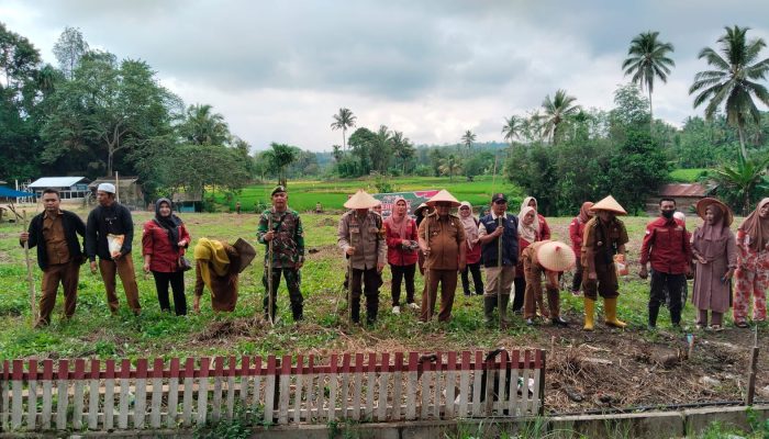 Polsek Sipirok Penanaman Jagung Serentak di Lahan 0,5 Hektare